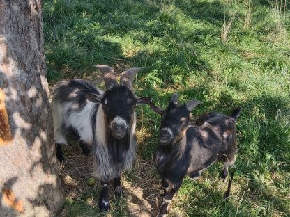 Bild 2:Zwergziegen zutraulich