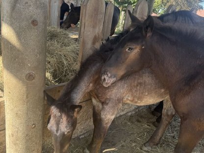 Bild 3:Noriker Mohrenkopf Hengstfohlen Flash M Elmar