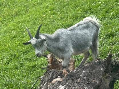 Bild 2:Blobe Bock Kitz