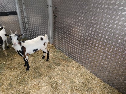 Bild 3:Verkaufe Tauernscheckenbock und 1 weibliches Tauernscheckenkitz