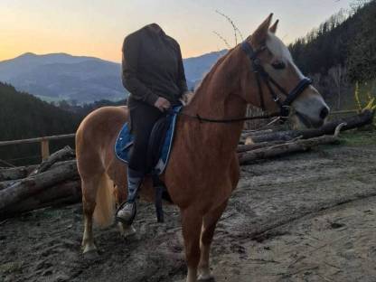Haflinger