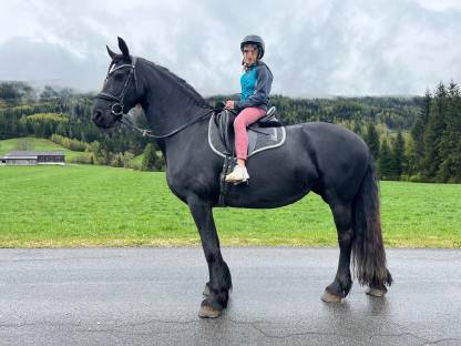 Bild 5:Brave 7-jährige Friesenstute