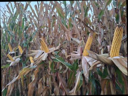 Bild 5:Mais-Silo-Rundballen