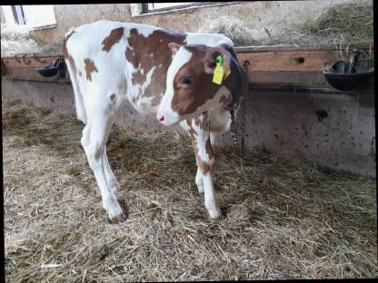 Verkaufe RF Kalb