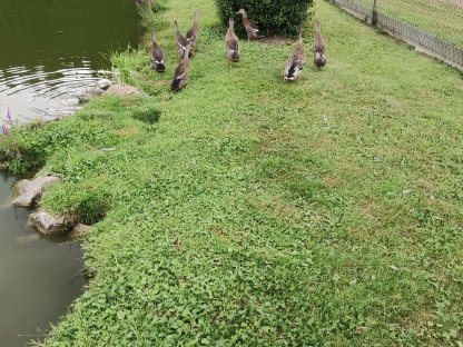 Bild 5:Junge Laufenten