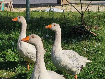 Fränkische Landgänse