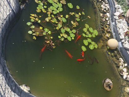 Goldfische