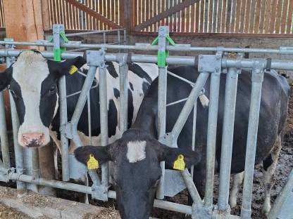Trächtige Holstein-Kalbinnen