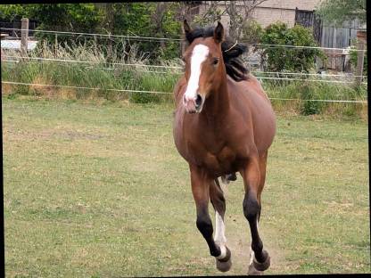 Bild 3:Appaloosa Stute