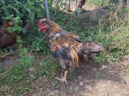 Bild 3:2 Junghähne suchen neues Zuhause