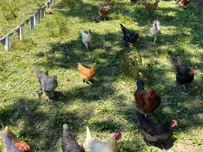 Bild 2:Junghähne abzugeben