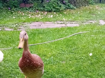 Bild 3:Wunderschöner Erpel