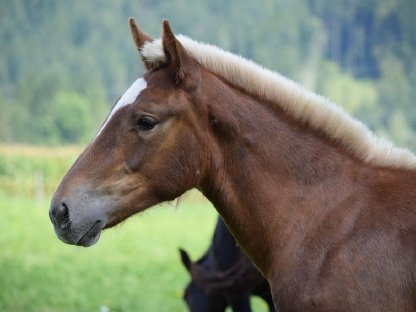 Bild 6:Zentimeter Schaunitz Noriker Dunkelfuchs Hengstfohlen