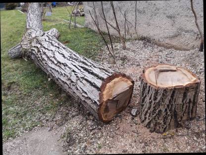 Bild 3:Walnuss Stamm