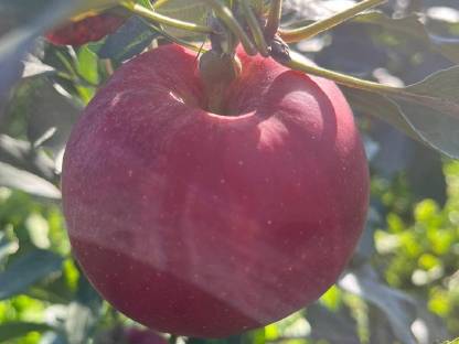 Bild 2:Äpfel Sorte Gala, Elstar, Golden Klasse 1