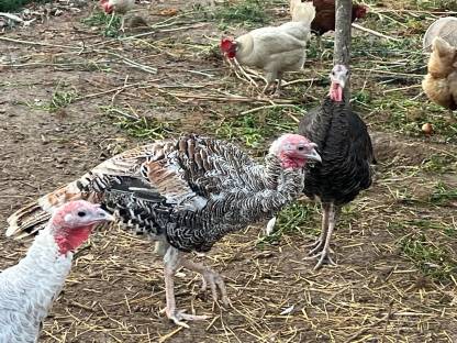 Bild 3:Puten männlich