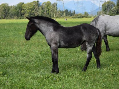 Bild 7:Franziska Noriker Stutfohlen Mohrenkopf zu verkaufen