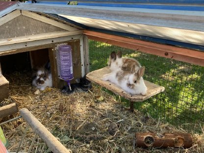 Bild 4:Zwergkaninchen