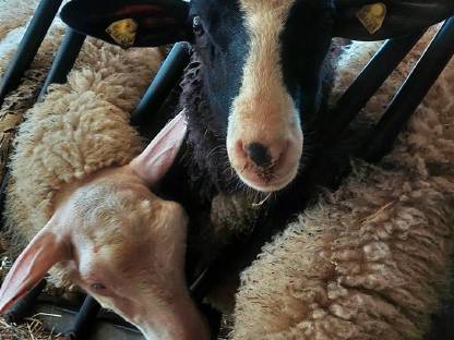 Bild 5:Ostfriesische Milchschafwidder