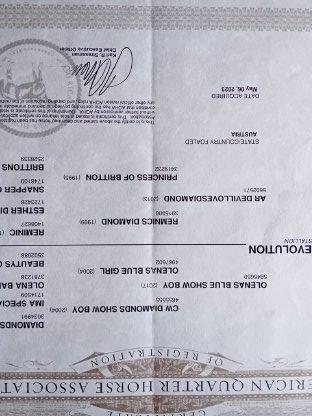 Bild 6:2,5-jähriger Quarter Horse Hengst