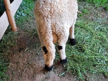 Bild 4:Walliser Schwarznasen Widder, geb. 01/2025