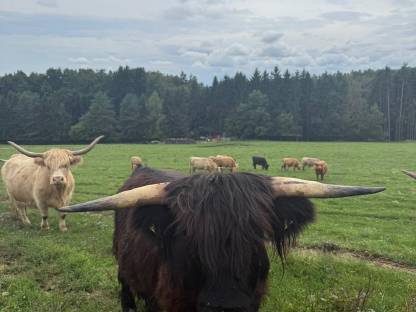 Bild 3:Hochlandrinder Bestand