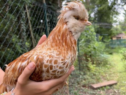 Bild 3:Zwergpaduaner Junghähne zu verschenken