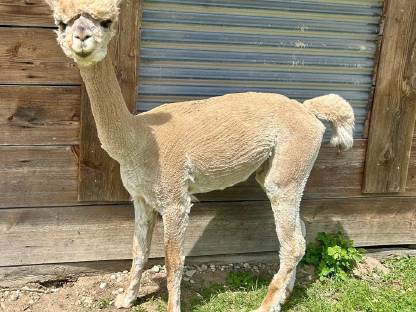 Bild 2:Alpaka