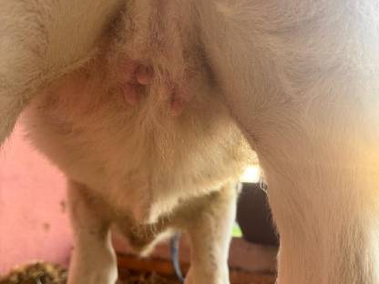 Bild 5:Grauvieh Zuchtkalb 'Lisl', sehr gute Abstammung reserviert