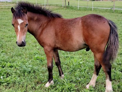 Bild 4:Welsh Mountain Pony, Sekt. A