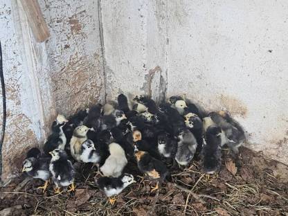 Bild 9:Hühner, Höckergänse, Puten, Kunekune, Bruteier