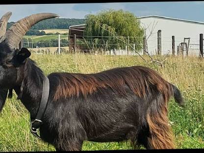 Bild 2:1,5-jähriger Blobe-Bock