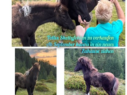 Shetty Hengstfohlen