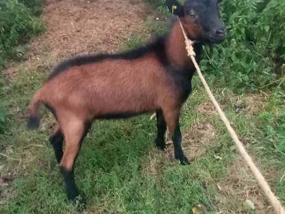 Bild 2:Pinzgauer Böcke