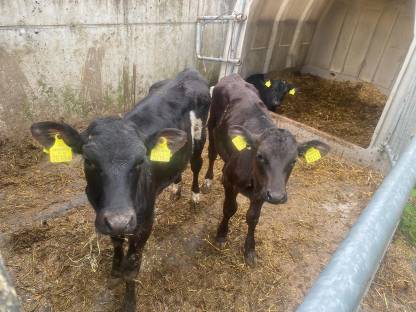 Bild 2:Verkaufe Wagyu Kreuzungseinsteller