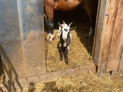 Bild 3:Tauernschecken Kitz weiblich
