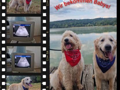 Goldendoodle F1b Wurfankündigung