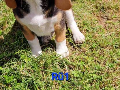 Bild 4:Beagle Welpen