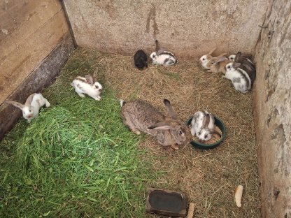 Bild 5:Kaninchen, Fleischhasen/Schlachthasen