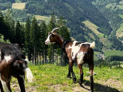 Bild 3:Tauernschecken Kitz weiblich