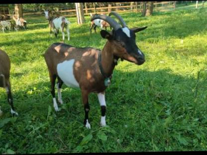 Bild 2:Steirische Scheckenziegen