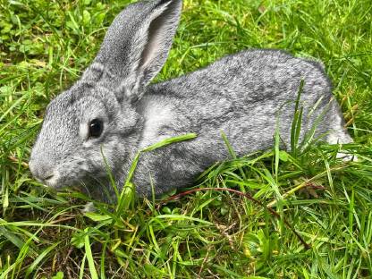 Bild 2:Chinchilla-Hasen abzugeben