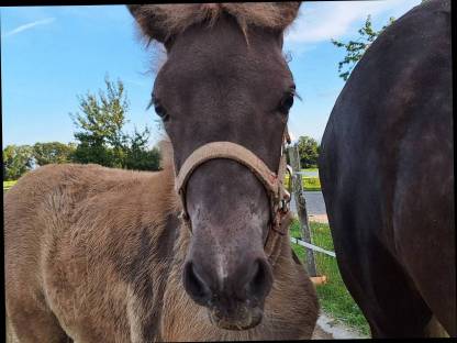 Bild 7:Windfarbenes Isi-Stutfohlen
