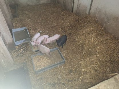 Mini Babyschweine zu vergeben