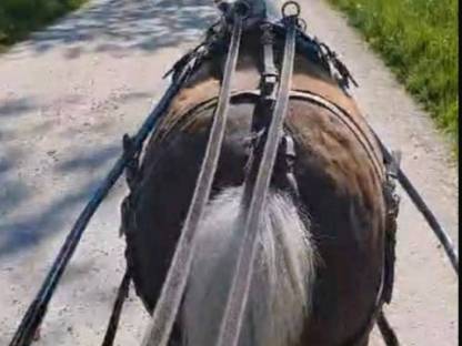 Bild 2:Classic Pony Wallach