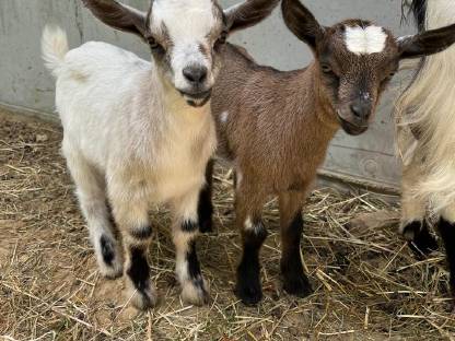 Bild 2:Zwergziegenbock