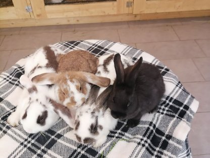 Zwergwidder Zwergkaninchen