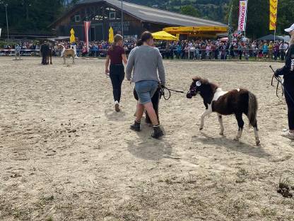 Bild 2:Mini Shetty Hengstfohlen