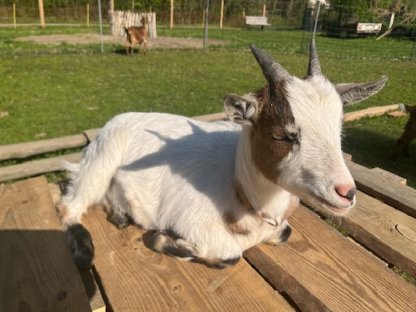 Bild 3:Zwergziegen