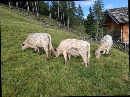 Bild 4:Galloway-Kälbinnen und Stiere abzugeben